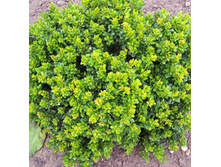 109���. �������� �������� �������.jpg