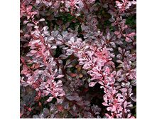 109���. �������� �������� ���� ����.jpg