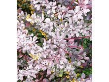 138���. �������� ��������� ������� �����.jpg