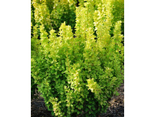 145���. �������� �������� �����.jpg