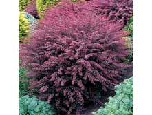 179���. �������� �������� ��������.jpg