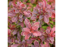 217���. �������� �������� ���������.jpg