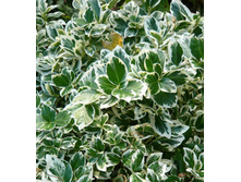 91���. ��������� ������� �������� �����.jpg