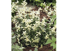 97���. ��������� ������� �������.jpg