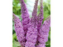 106���. ������� ������ ���� ������.jpg