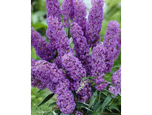 106���. ������� ������ ���� ���.jpg