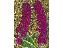 114���. ������� ������ �������.jpg