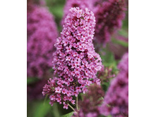 139���. ������� ������ �����.jpg