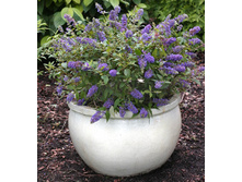 199���. ������� ������ ��� ���.jpg