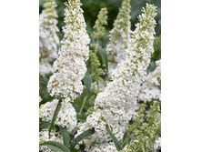 106���. ������� ������ ���� ��������.jpg