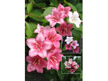 100���. ������� ��������.jpg