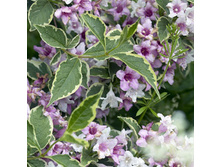 102���. ������� ���� ���������.jpg