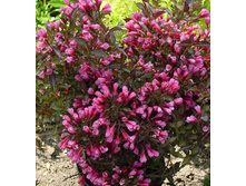 160���. ������� ����������.jpg