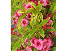 162���. ������� �������.jpg