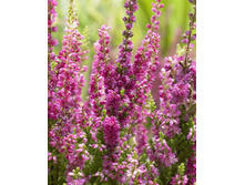 112���. ������  ���� �����.jpg