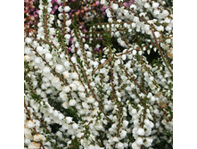 112���. ������  ����������.jpg