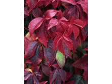 110���. ������� �������� ����������.jpg