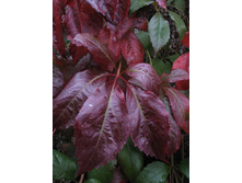 122���. ������� �������� �������̣����.jpg