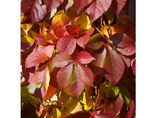 150���. ������� �������� ��� ����.jpg