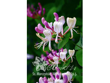 139���. ��������� �������� ����.jpg