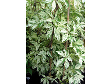 172���. ������� �������� ���� ������.jpg