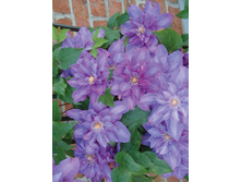 187���. �������� ������ ������.jpg