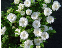 187���. �������� ����� ���������.jpg