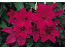 187���. �������� �������� ��������.jpg