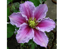 187���. �������� �����.jpg