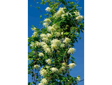 195���. �������� ����� ����.jpeg