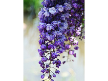 227���. �������� ��������������� ���� ������.jpg