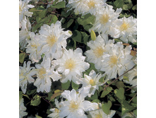 187���. �������� ������� �����.jpg