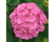 120���. ��������� �������������� ����� ����.jpg