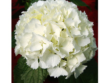 120���. ��������� �������������� �������.jpg