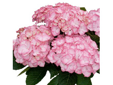 145���. ��������� �������������� ������� �������.jpg