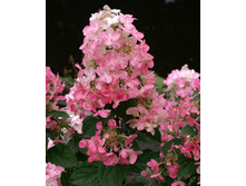 189���. ��������� �����������  �������� ����.jpg