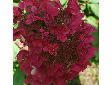 195���. ��������� �����������  ���� ���.jpg