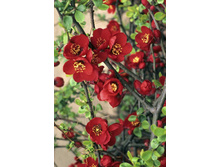 108���. ���� ������������ (���������) ������� ��� ����.jpg