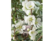 108���. ���� ������������ (���������) ���� �����.jpg