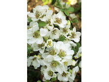 108���. ���� ���������� (���������) �������.jpg