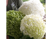 343���. ��������� ����������� IncrediballR ������ ��������.jpg