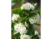 128���. ������ ������������ ����.jpg