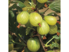 130���. ��������� ���������� ����.jpg