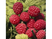 130���. ������ ���� ����.jpg