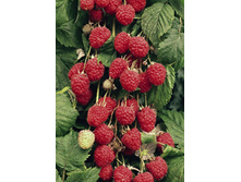 130���. ������ ������� �������.jpg