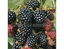 130���. ������� ��������� �������� ��������.jpg