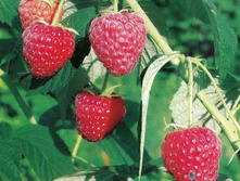 130���. ������ �������.jpg