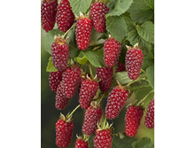 130���. ������-��������� ������ ��������.jpg