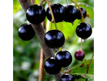 134���. ��������� ޣ����  ��� �����.jpg