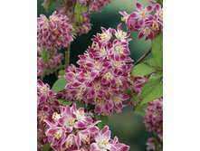 100���. ������ ���������� �����.jpg